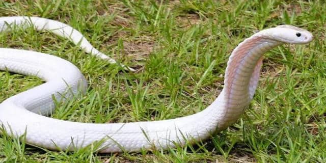 Mơ thấy rắn hổ mang trắng là điềm tốt hay xui