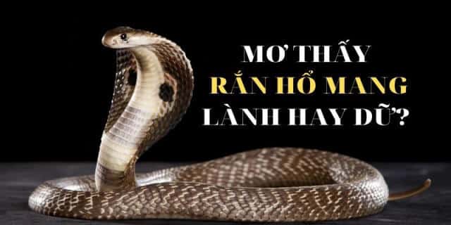 Thông điệp đằng sau giấc mơ xuất hiện rắn hổ mang 